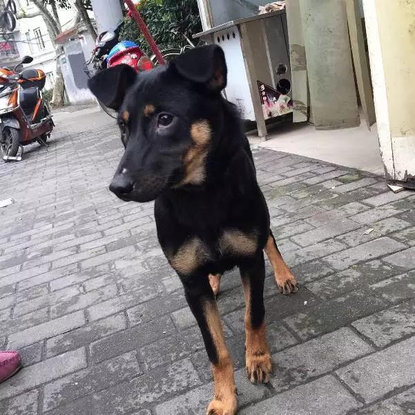 上海市领养流浪动物的地方在哪里,上海市领养小猫的地方