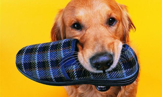 狗狗犬瘟热的症状和治疗方法,狗狗犬瘟热的症状