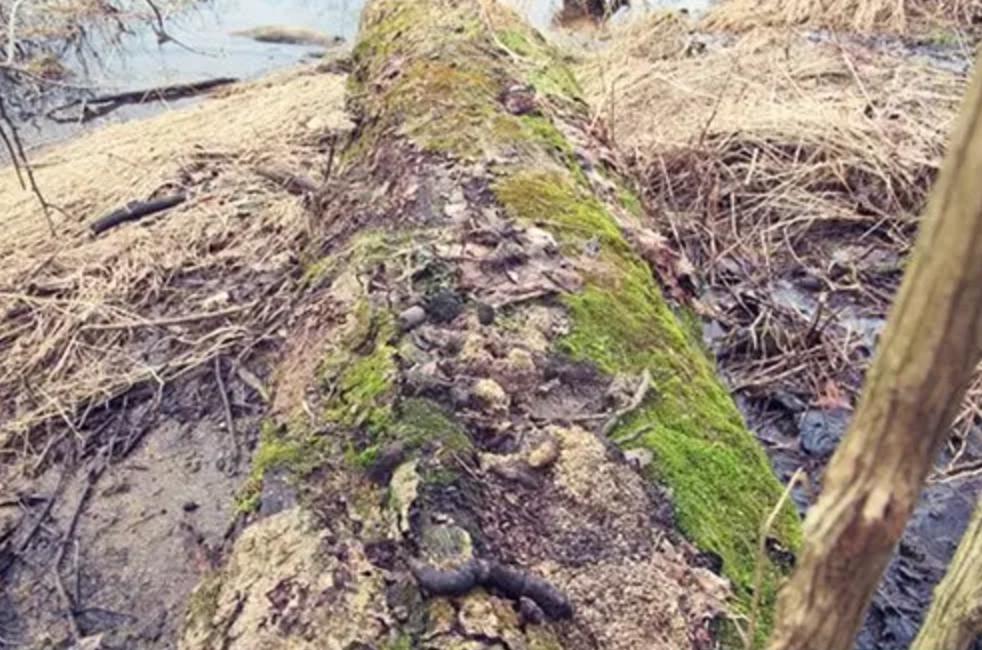 野外生存diy教你制作捕捉陷阱,野外求生陷阱简单大全