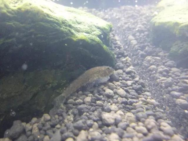 开缸的日记,开缸日记小鱼缸