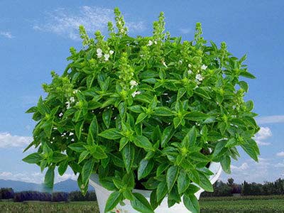 夏日防蚊虫植物,夏天快来了防蚊通风