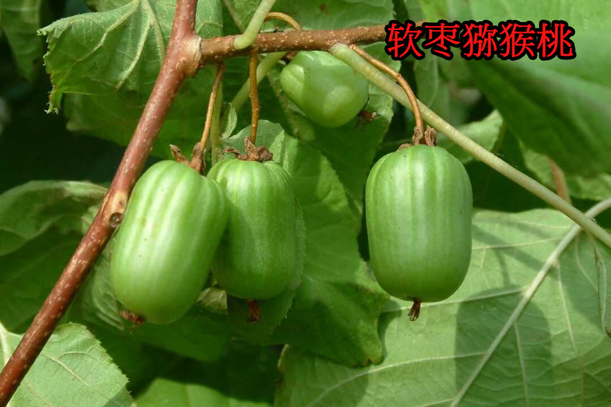 为什么有的猕猴桃一点都不酸,猕猴桃放软了还特别酸怎么回事