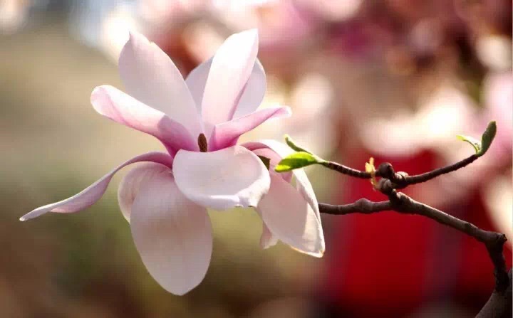 十里春风赏花季，你的朋友圈配词准备好了吗？