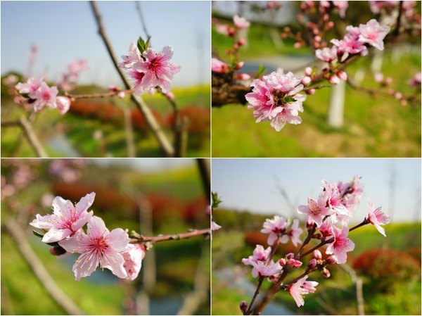 太湖舒畅之旅：乐享田园生活