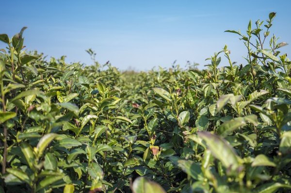 太湖舒畅之旅：乐享田园生活