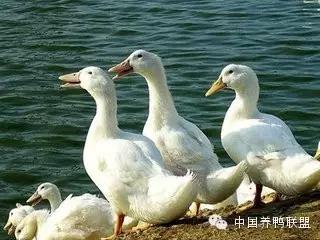 春季鸭常见疾病,春季鸭病怎么治疗