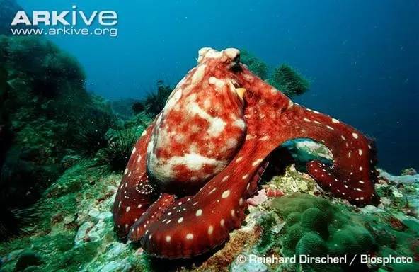 八爪鱼：满身的奇技淫巧，也敌不过煎炸炖炒