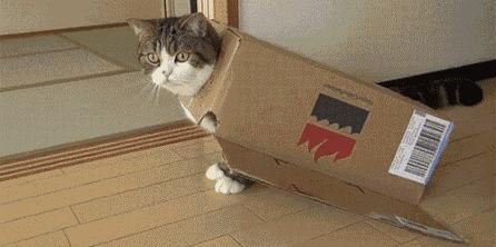 猫咪不孕不育是什么表现,猫咪不孕不育能查出来吗