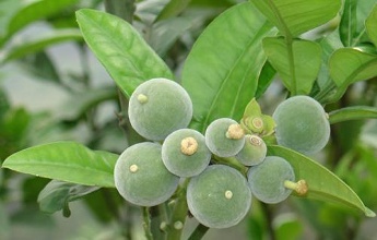 慢性咽炎克星特效药,慢性咽炎超级克星六神丸