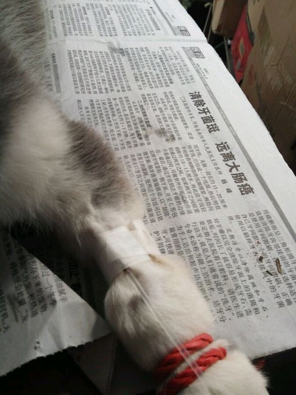 哈士奇拉肚子呕吐差点被卖给我狗的人害死