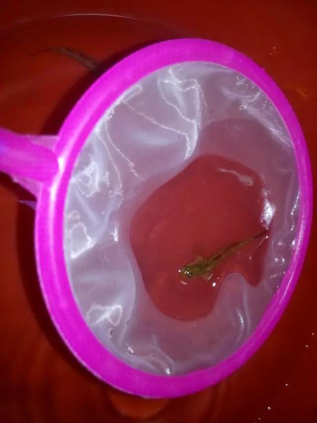 开缸的日记,开缸日记小鱼缸