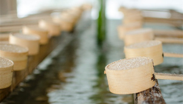 旅游景点樱花谷攻略,赏樱攻略和景点推荐