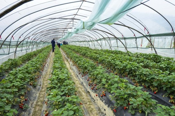 太湖舒畅之旅：乐享田园生活