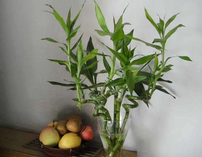 转运竹的养法与关注事项,转运竹怎么养殖视频