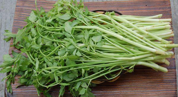 现在的蔬菜太贵了挖点野菜吃,物价上涨的野菜有哪些