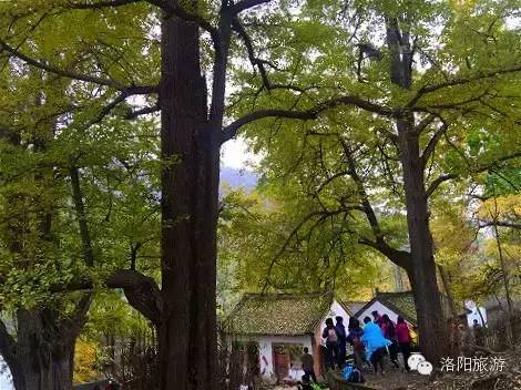 洛阳适合中学生好玩免费景点,洛阳各个景点的介绍