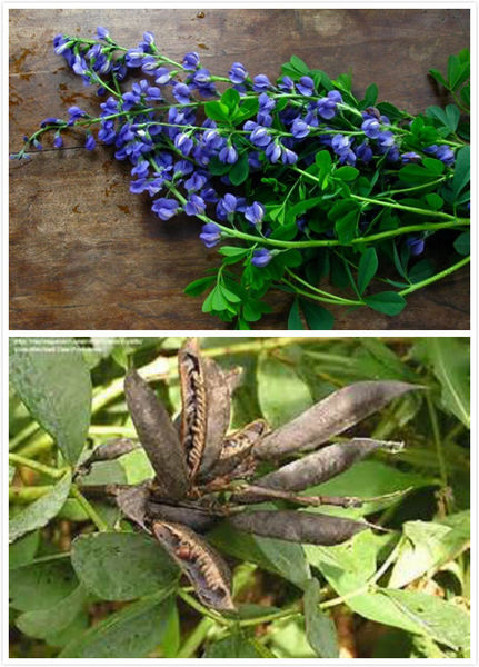 西方国家古代没有中药怎么治病,古代人生病都吃什么药