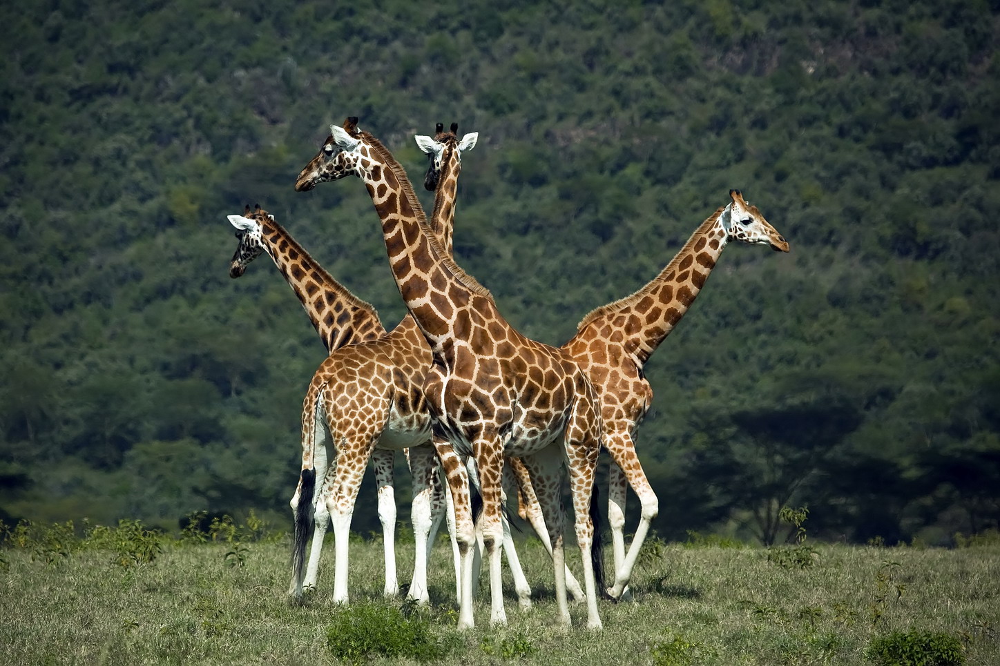 东非野生动物大迁徙纪录片视频,东非动物大迁徙纪录片摄影师