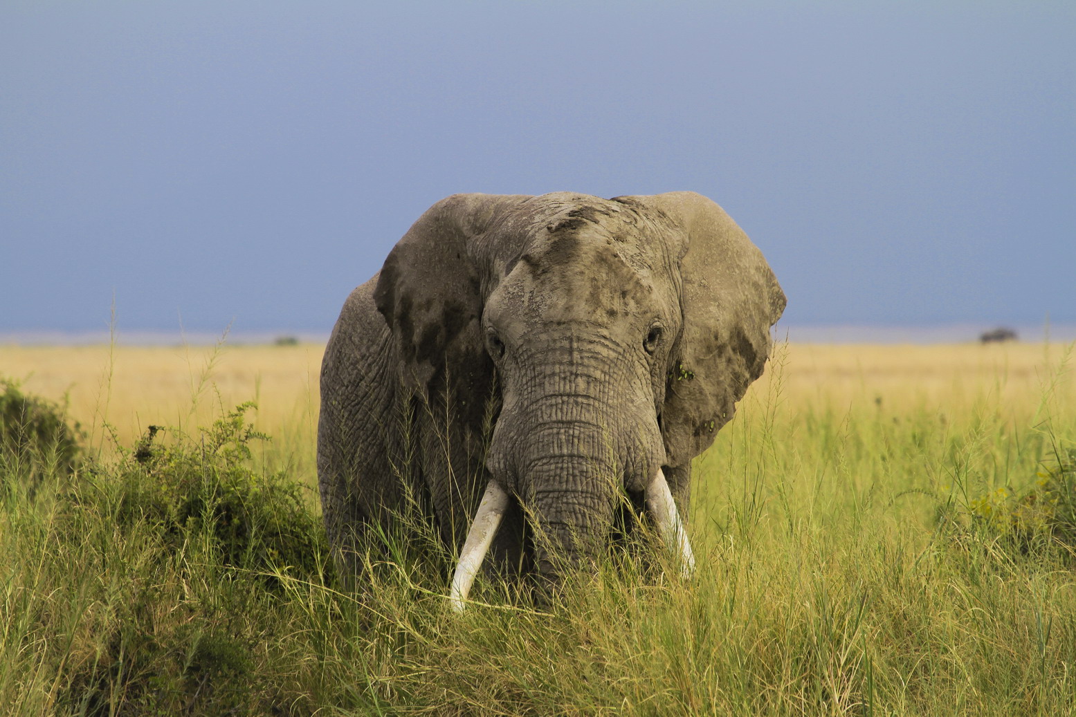 东非野生动物大迁徙纪录片视频,东非动物大迁徙纪录片摄影师