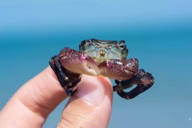 漳州大火山岛,福建漳州有几个火山岛