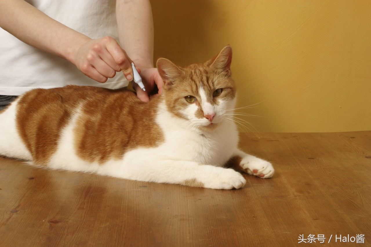 猫咪的尾巴根部为什么特别敏感,猫咪后背的毛能推吗