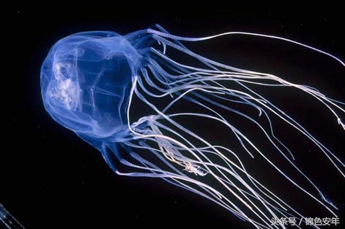 世界最致命的鱼,世界上最危险的鱼