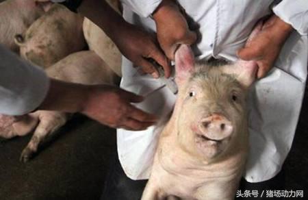 仔猪站立不稳动荡转圈圈是什么病,保育猪常见病快速诊疗图谱