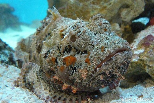 世界最致命的鱼,世界上最危险的鱼