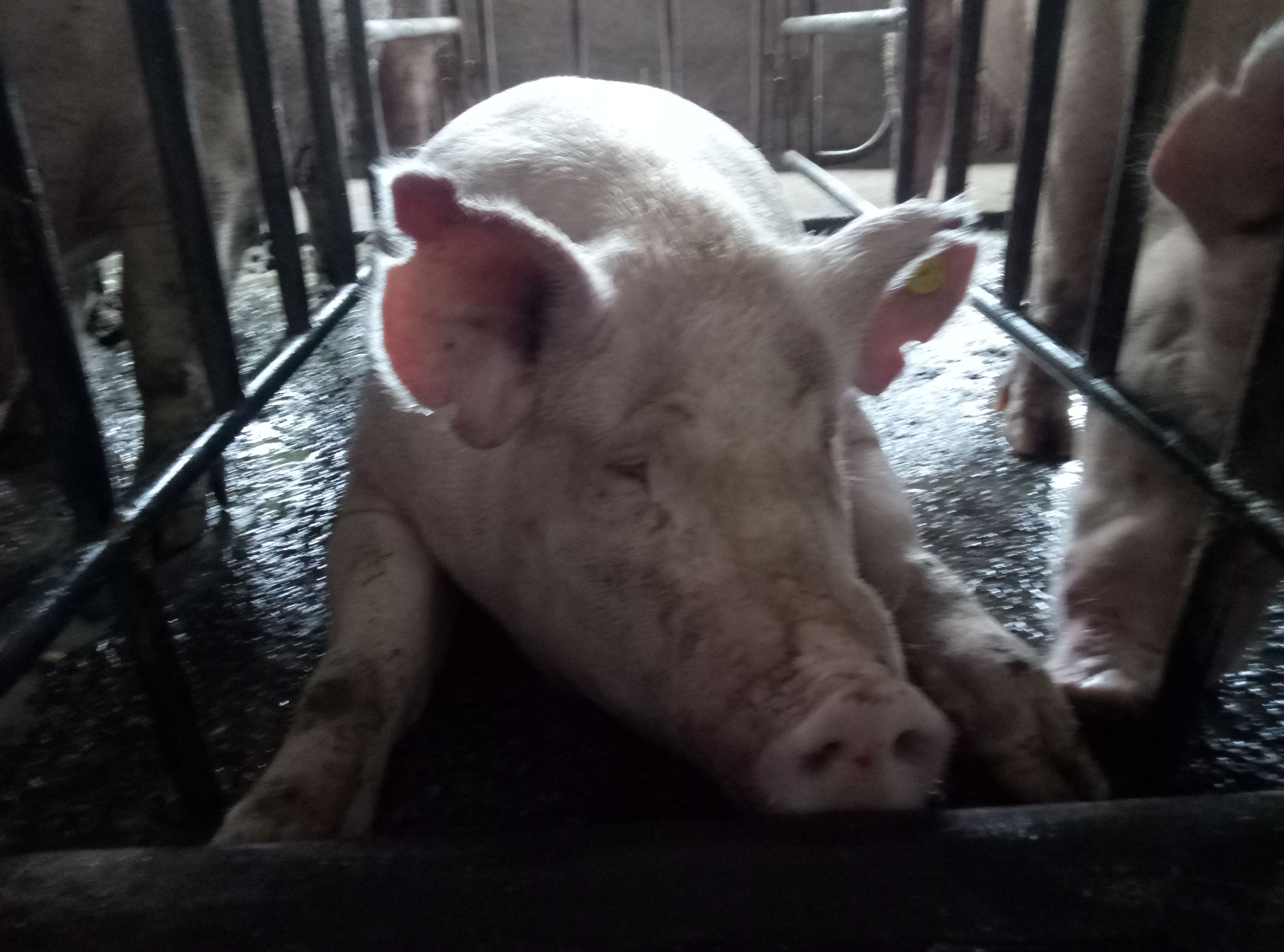 给猪打疫苗结果打到自己腿上了,给猪打疫苗手麻