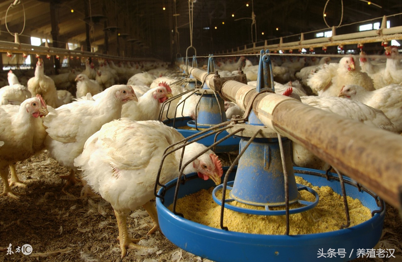 白羽肉鸡瘫痪怎么回事,肉鸡瘫痪怎么治疗最快