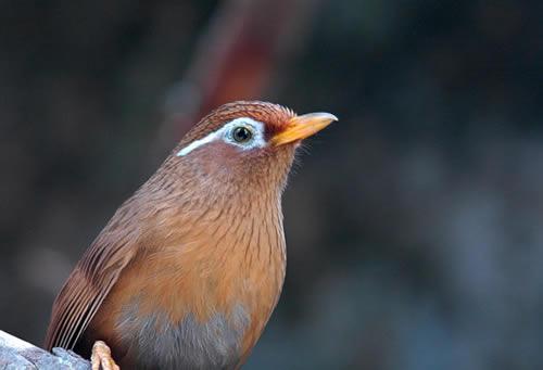 画眉鸟饲养教程视频,画眉鸟的饲养技巧