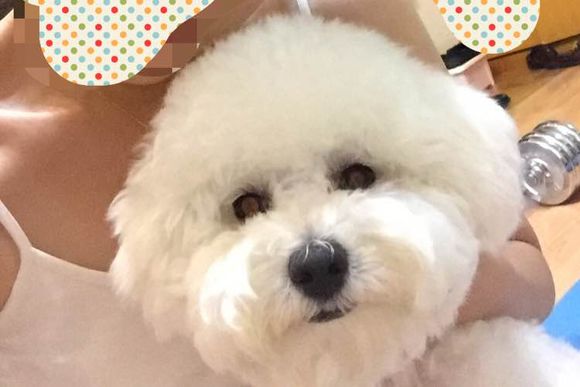 比熊犬有泪痕怎么去除,比熊犬泪痕怎么避免