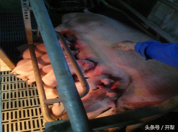 仔猪断奶后怎么管理,外购仔猪饲养管理