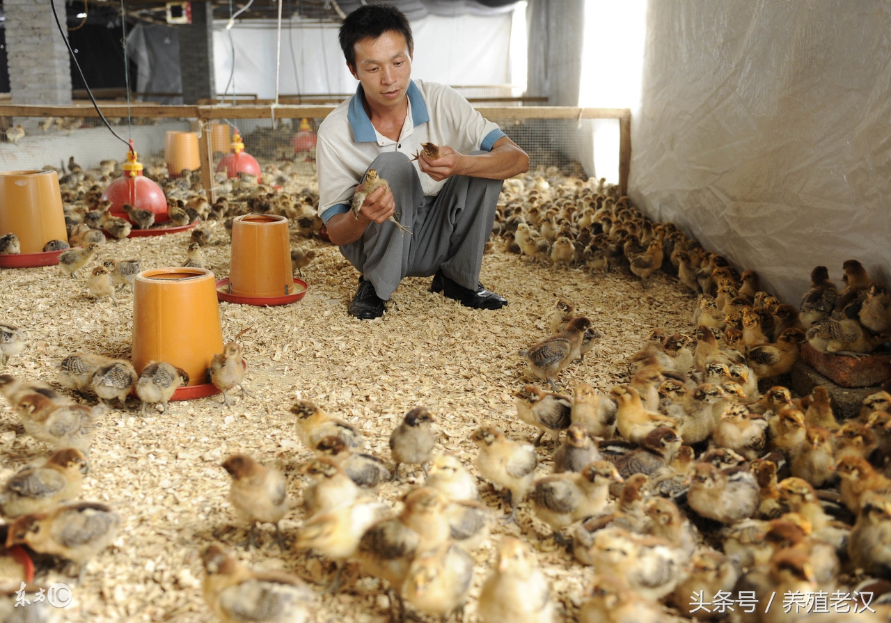 白羽肉鸡瘫痪怎么回事,肉鸡瘫痪怎么治疗最快