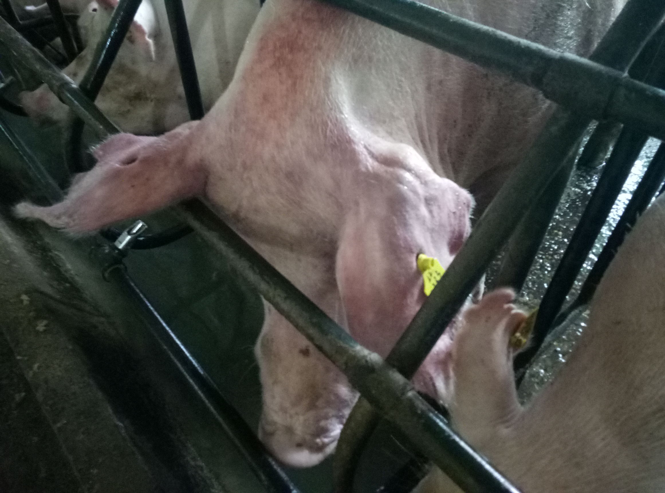 给猪打疫苗结果打到自己腿上了,给猪打疫苗手麻