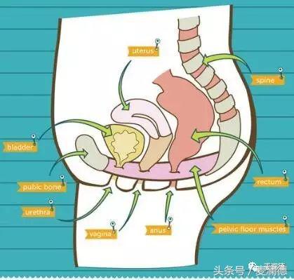 凯格尔训练方法,凯格尔训练系统