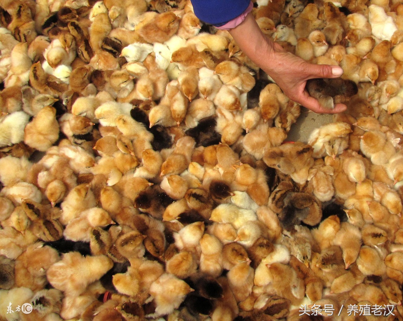 白羽肉鸡瘫痪怎么回事,肉鸡瘫痪怎么治疗最快