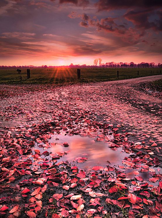 中国诗翻译成英语再翻译成中文,翻译成中文和英文的诗