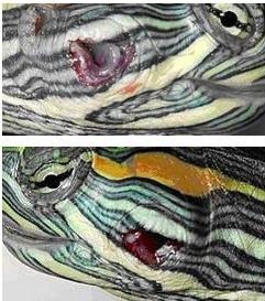 乌龟中耳炎消炎用啥药,乌龟中耳炎怎么抓住乌龟的头