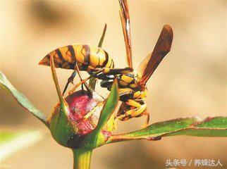 对付马蜂的方法,防胡蜂的最佳方法