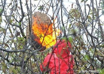 对付马蜂的方法,防胡蜂的最佳方法