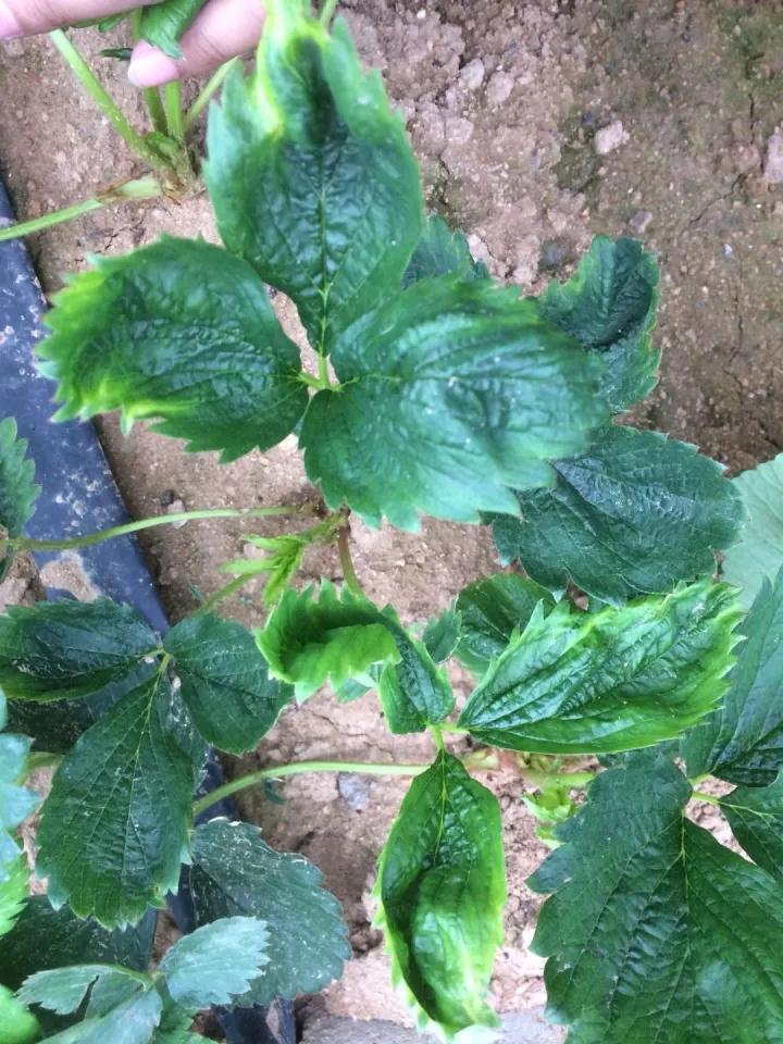 草莓病毒病防治用药,草莓病毒病症状及防治