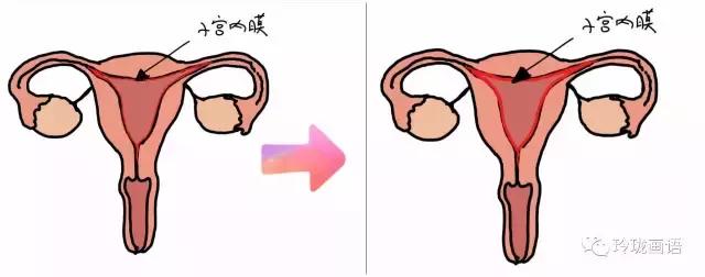 不孕和精子有关系吗,不孕主要是子宫内膜薄吗