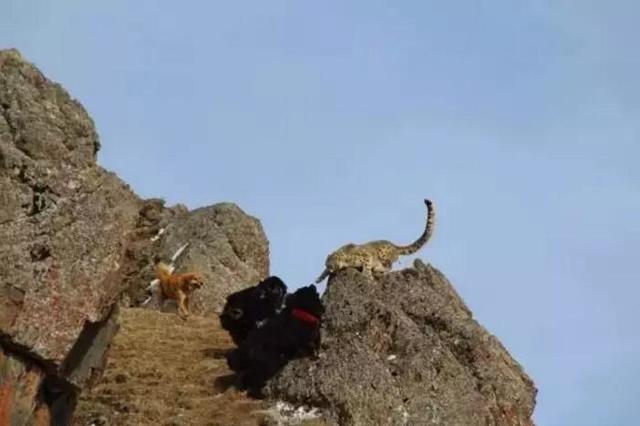 神话破灭：藏狗不是藏獒，一只藏獒能斗败三条恶狼也只是传说