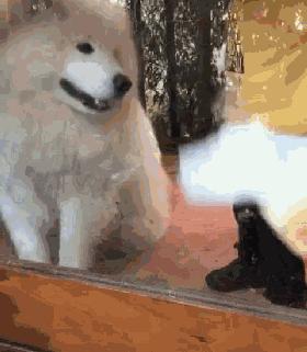 生完宝宝的萨摩,生完宝宝的萨摩耶