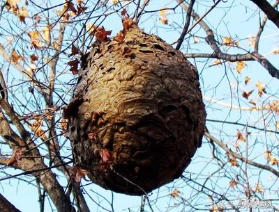 对付马蜂的方法,防胡蜂的最佳方法