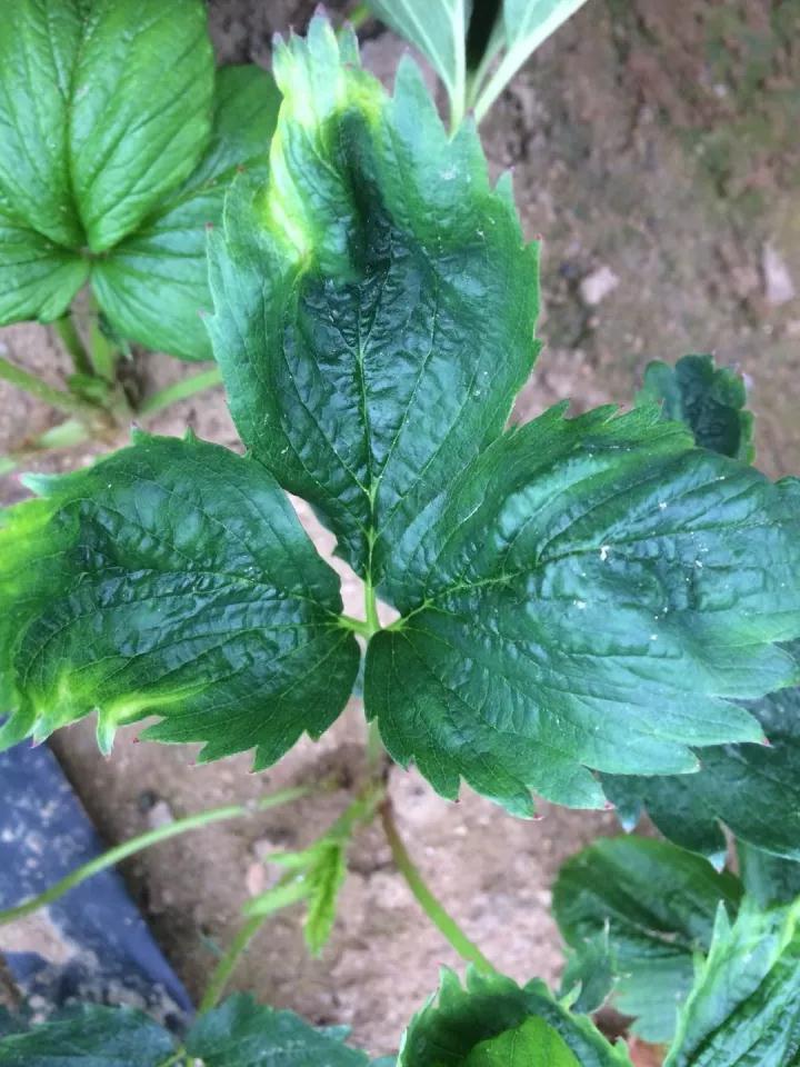 草莓病毒病防治用药,草莓病毒病症状及防治