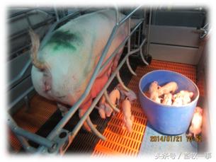 分娩舍环境控制、健康检查