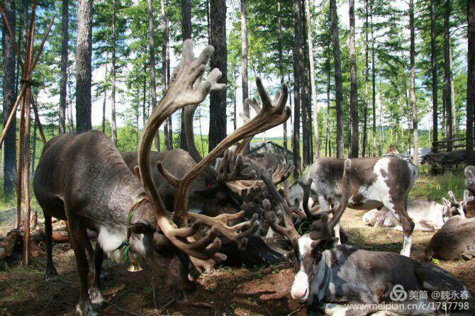 旅游、度假、休闲娱乐为一体的内蒙古根河市敖鲁古雅旅游度假村