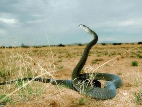 黑曼巴蛇，被称为非洲死神是非洲最大的毒蛇攻击速度最快！